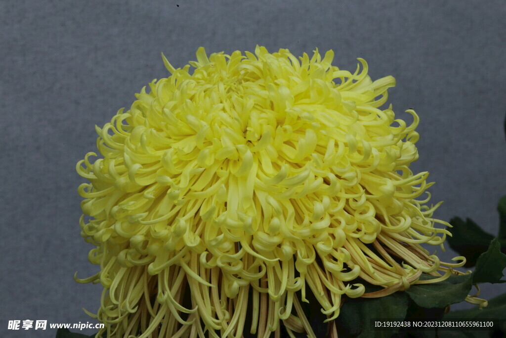 菊花