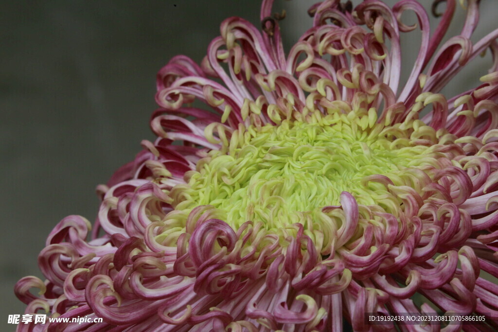 菊花  