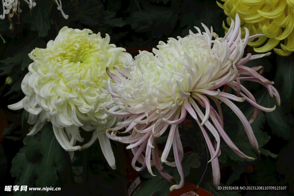 菊花