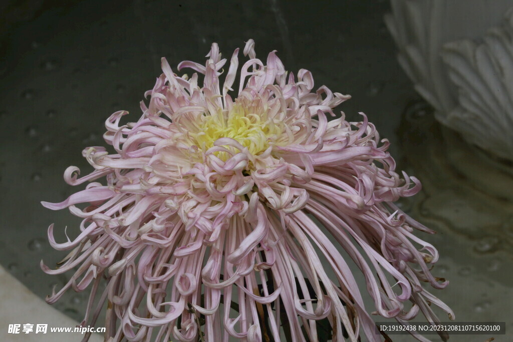菊花 