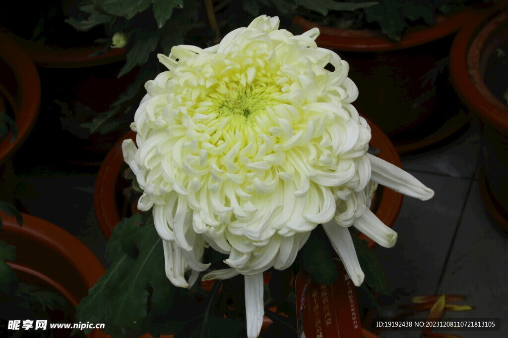 菊花 
