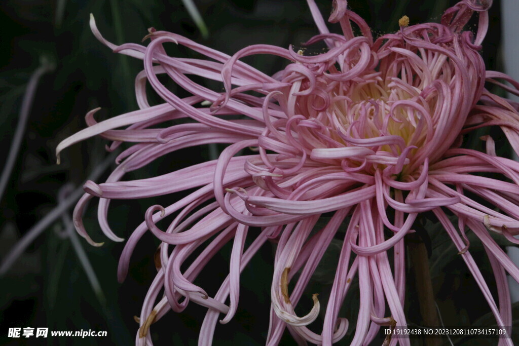 菊花 
