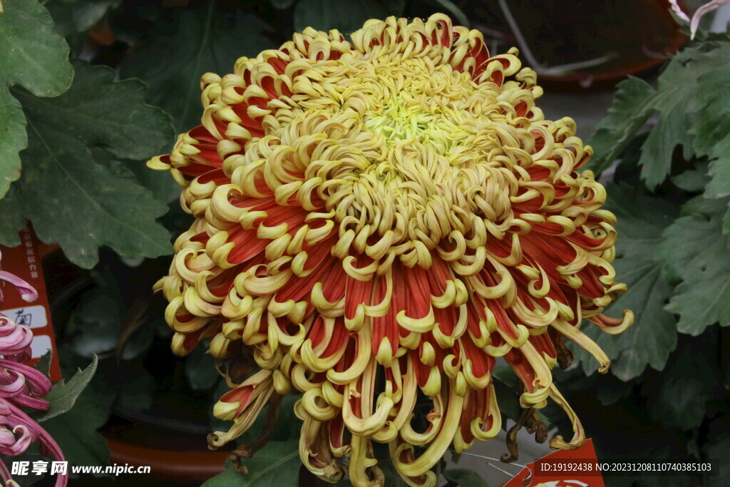 菊花 