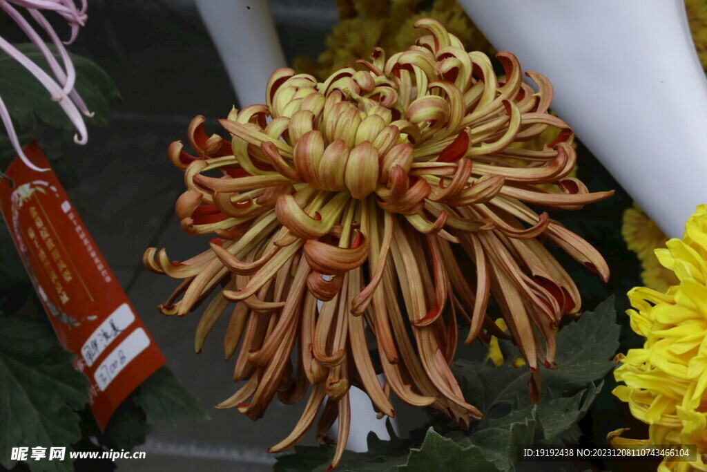 菊花