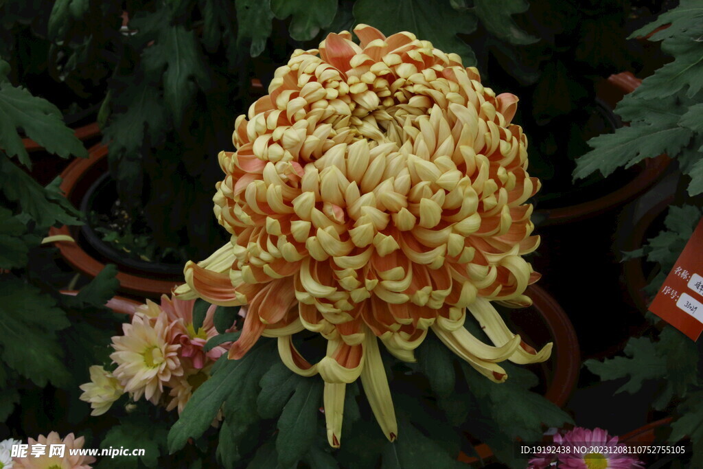 菊花  