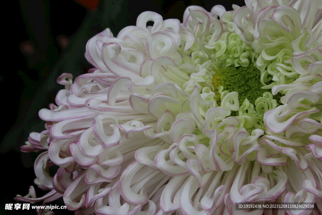 菊花 