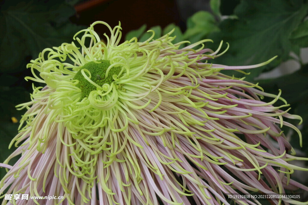菊花  