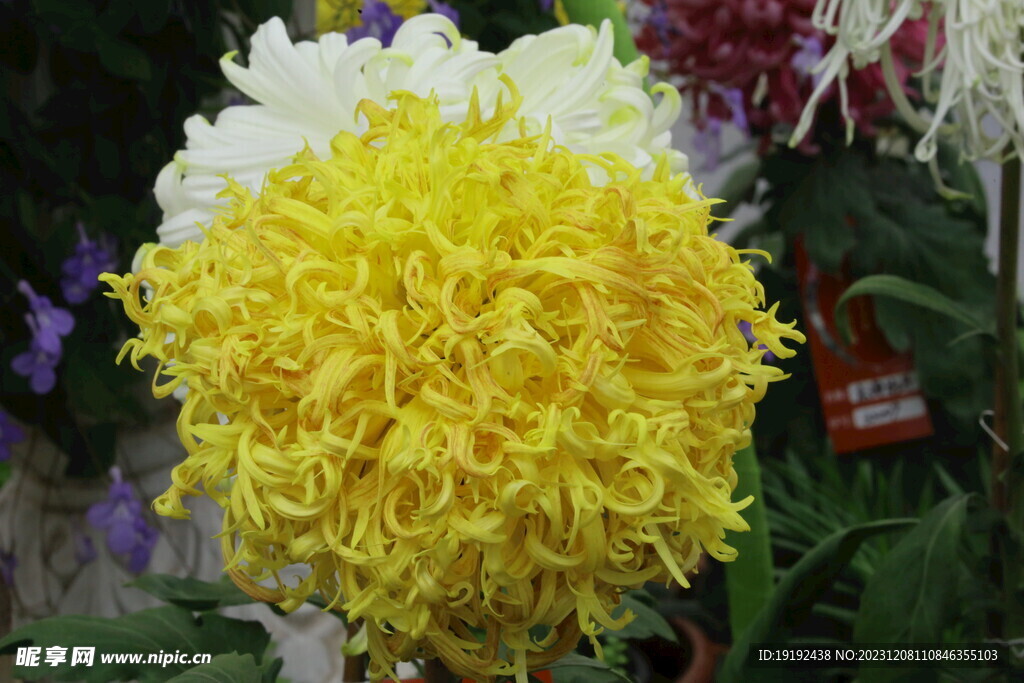 菊花 