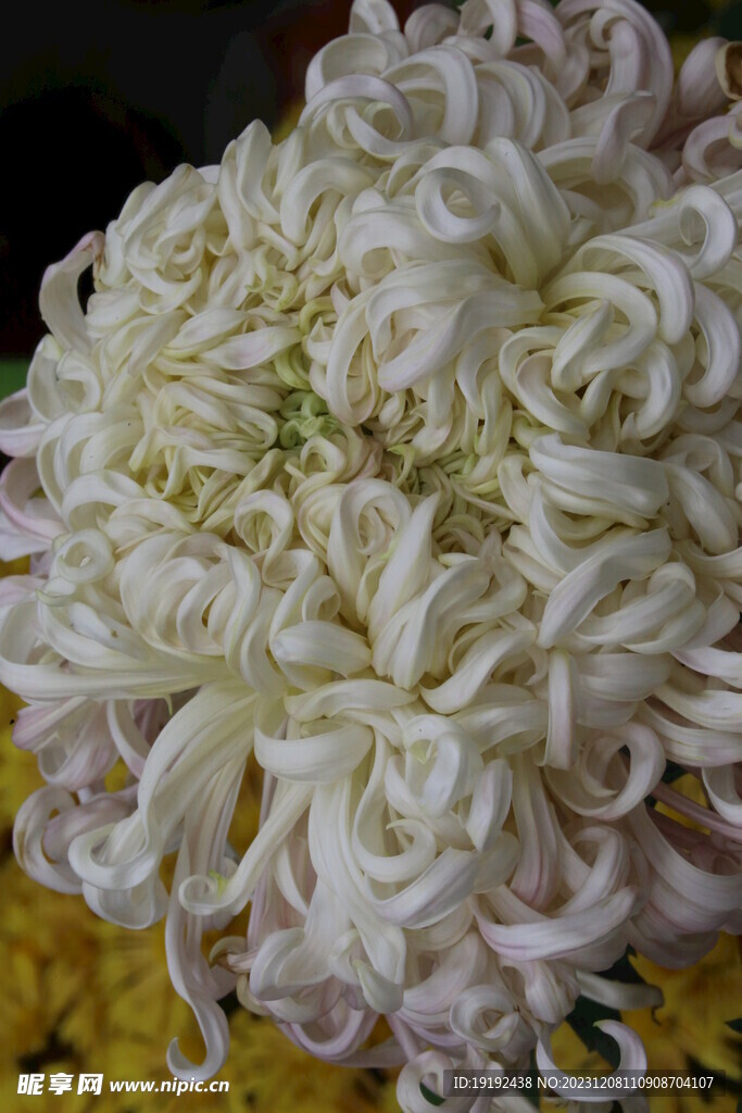菊花 