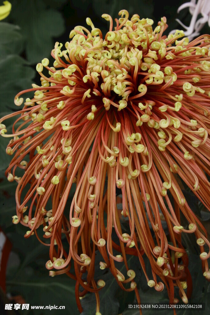 菊花 