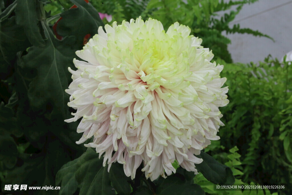 菊花