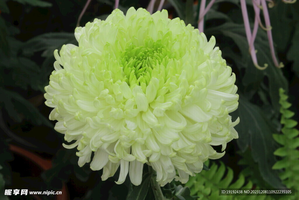 菊花