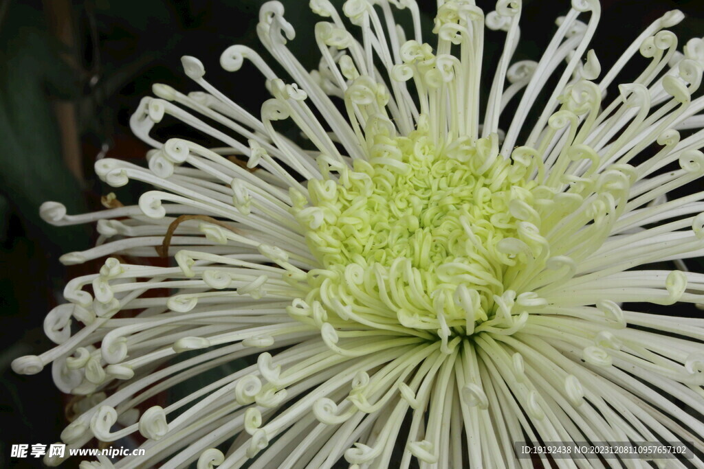 菊花