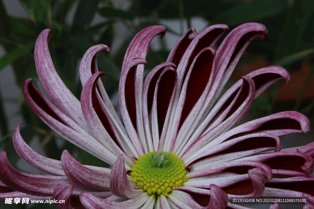 菊花 
