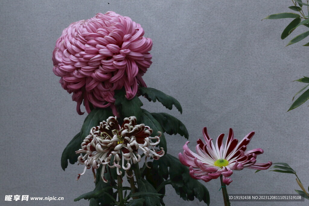 菊花 
