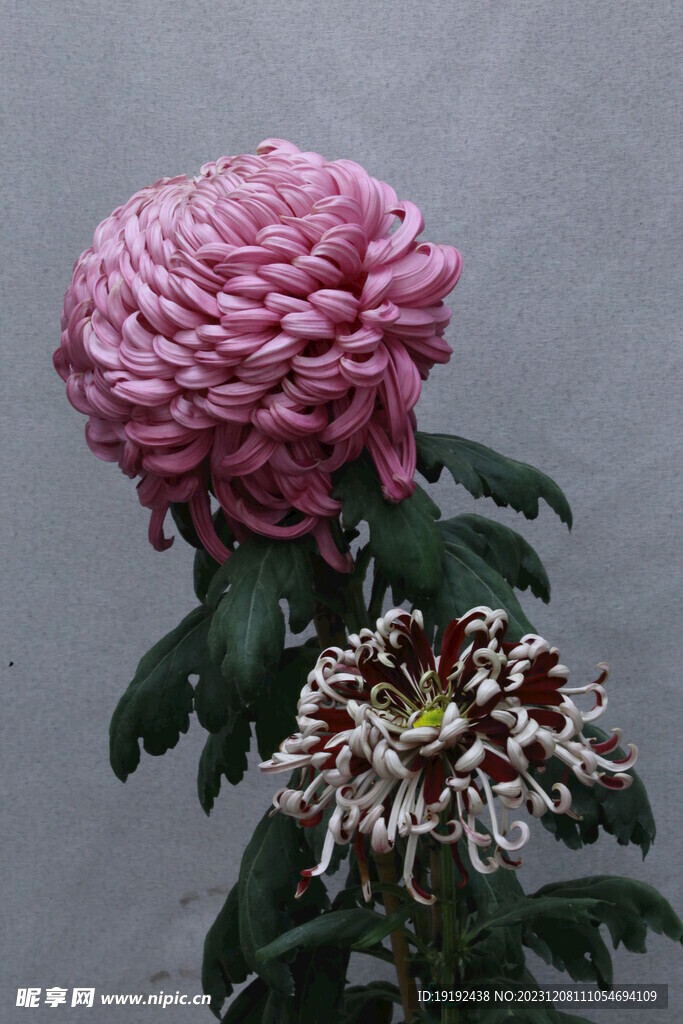 菊花 