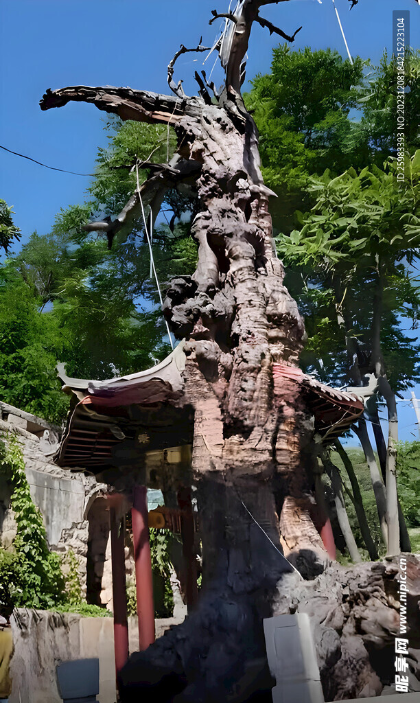 百年大树