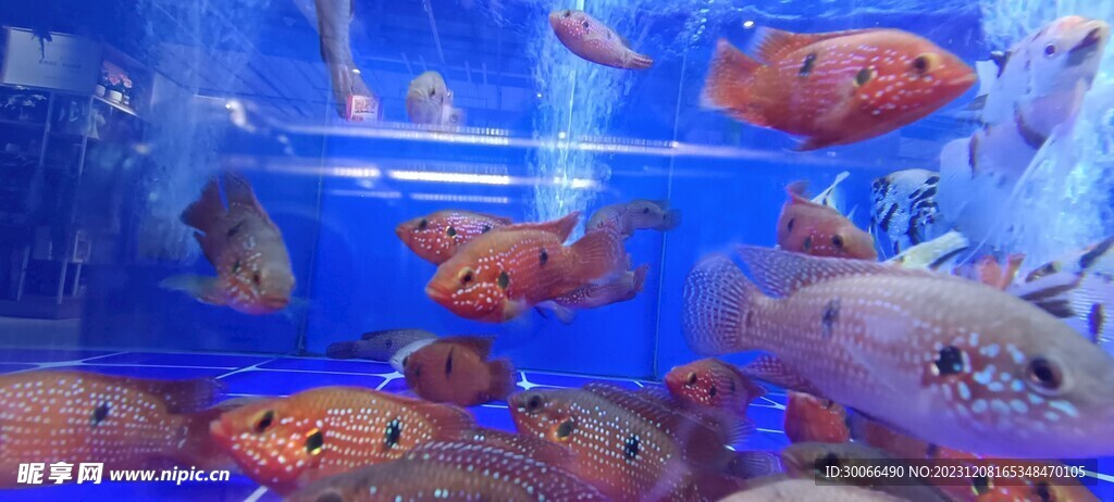 热带鱼 