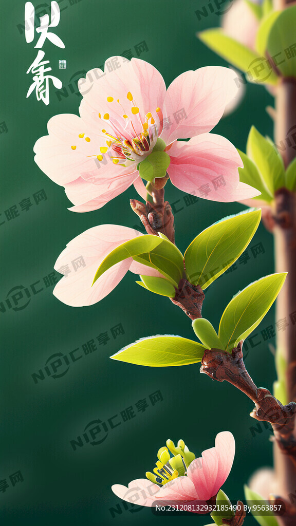 春日节气特写 植物特写