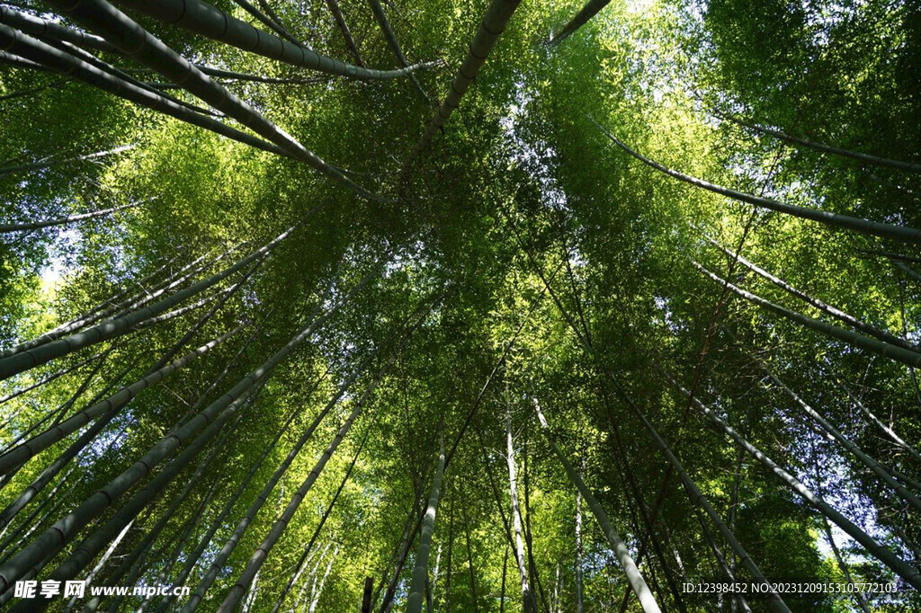 竹林