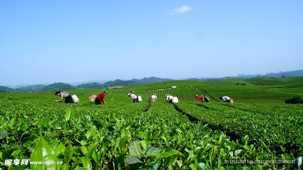 中国茶海景区