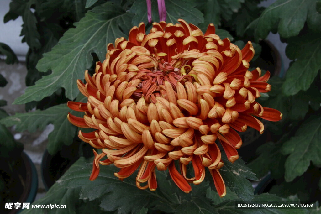 菊花  