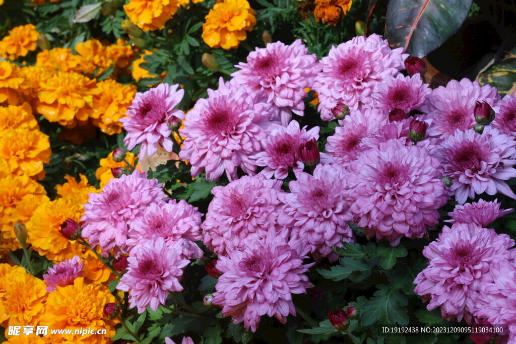 菊花 