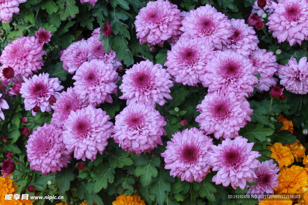 菊花