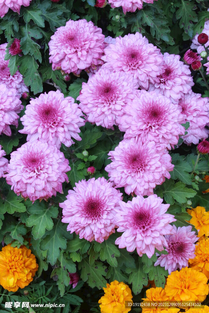 菊花 