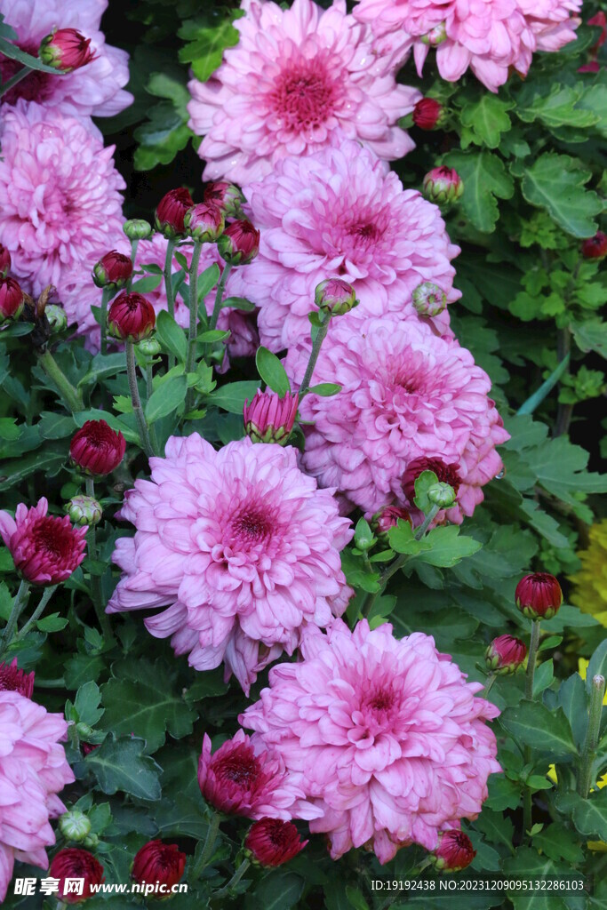 菊花