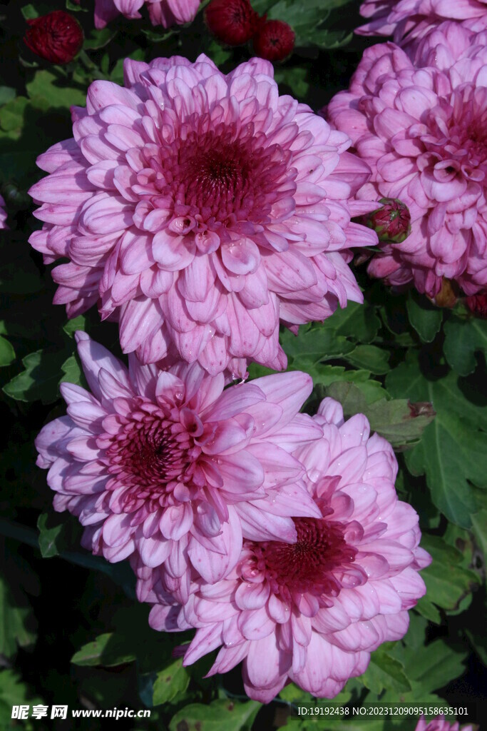 菊花