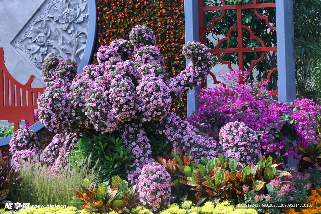 菊花 