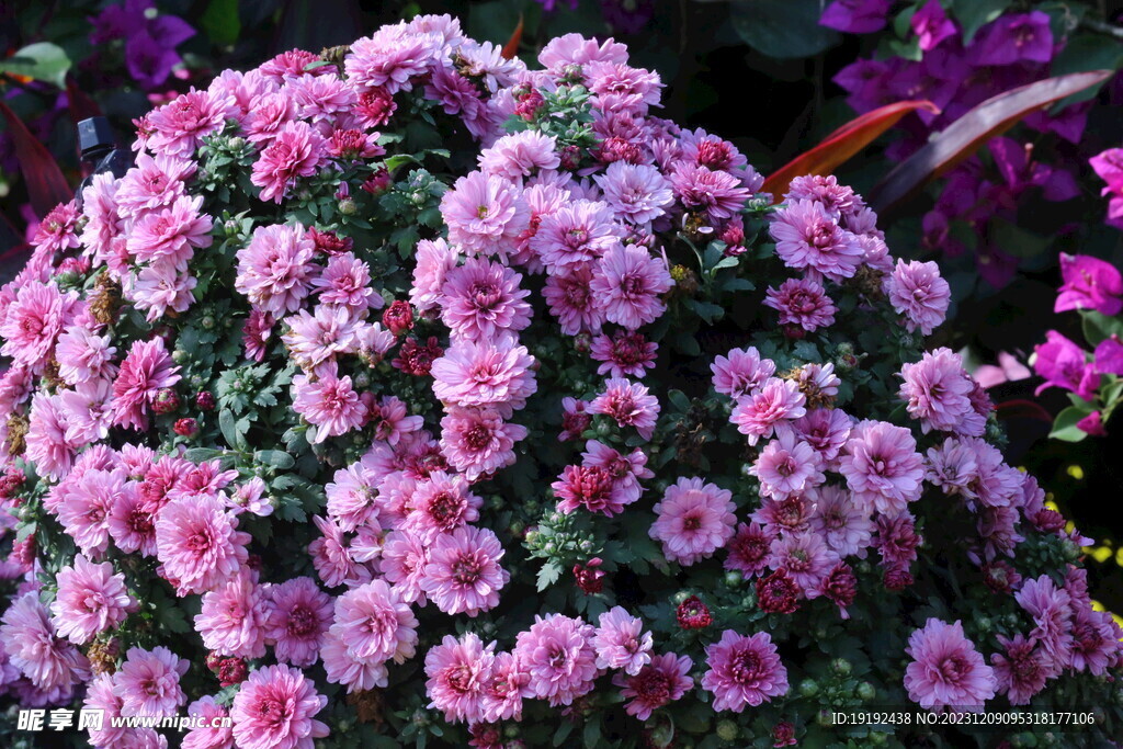 菊花