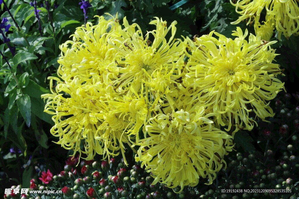 菊花