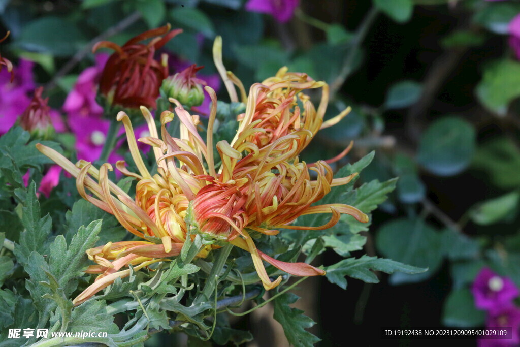 菊花