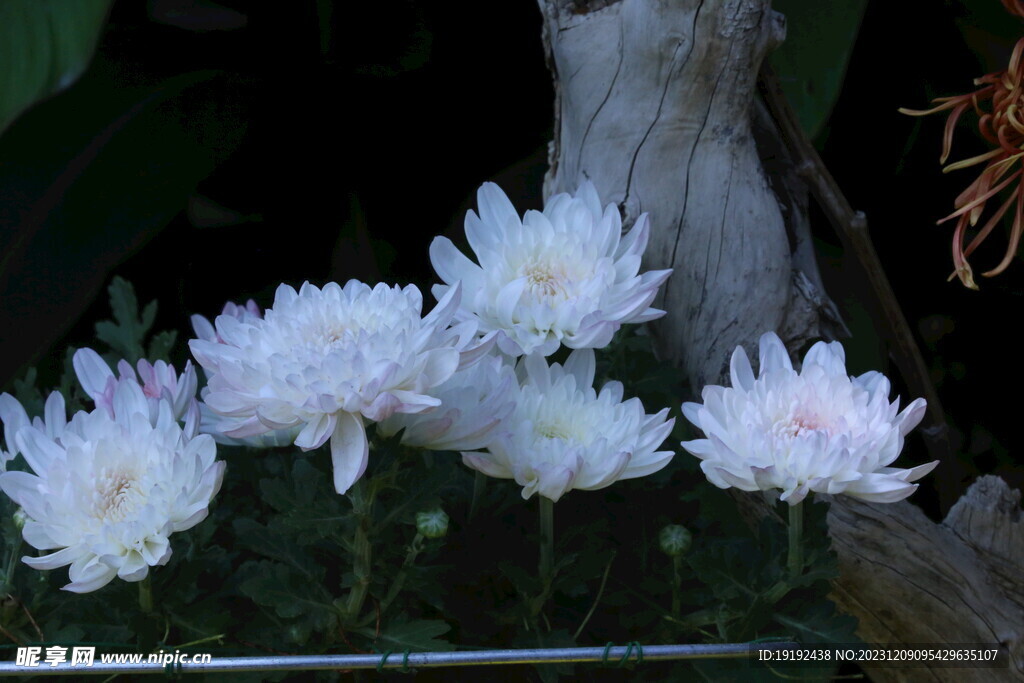 菊花 