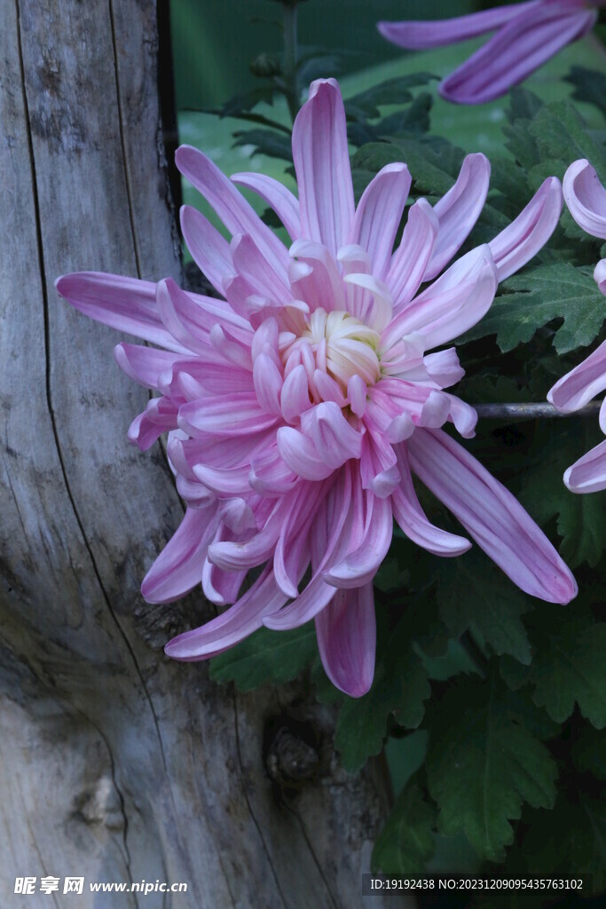菊花 