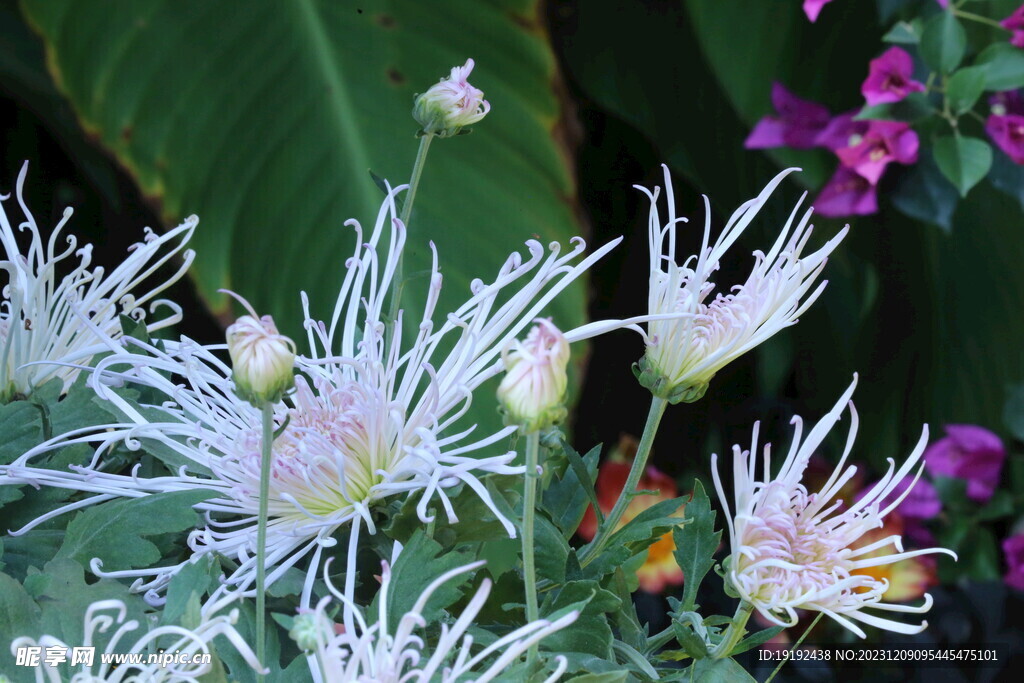 菊花