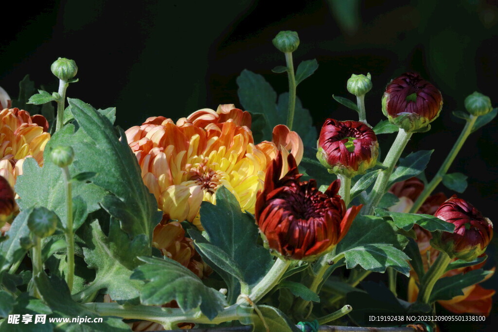 菊花 