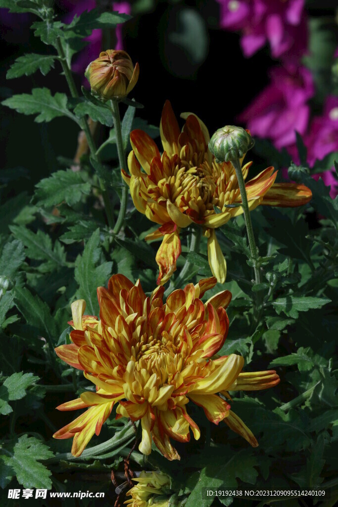 菊花