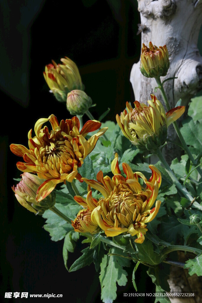 菊花