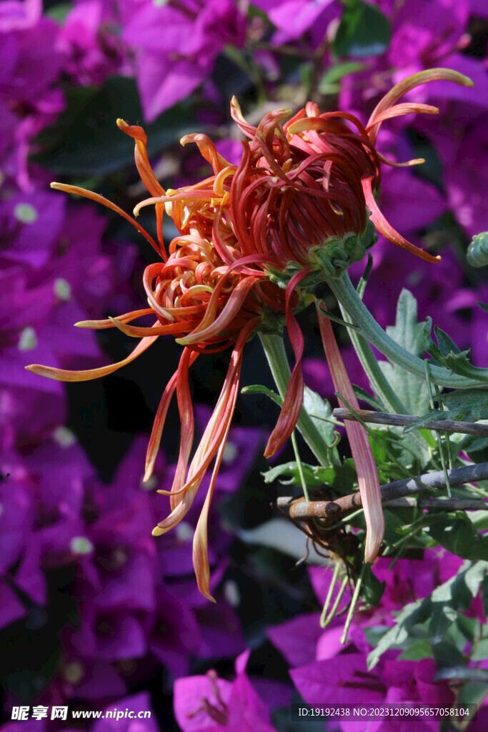 菊花