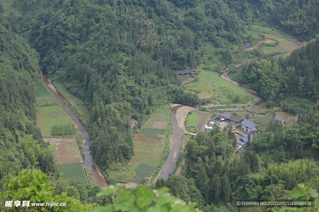 森林 风景 农村