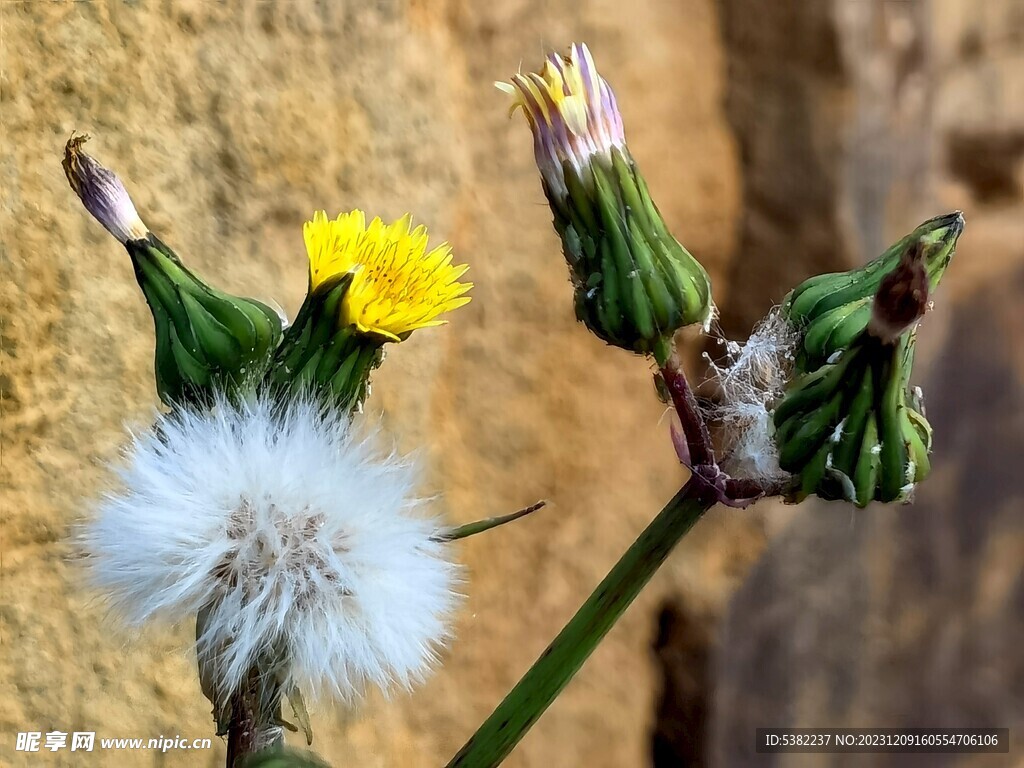 野花白色黄色花