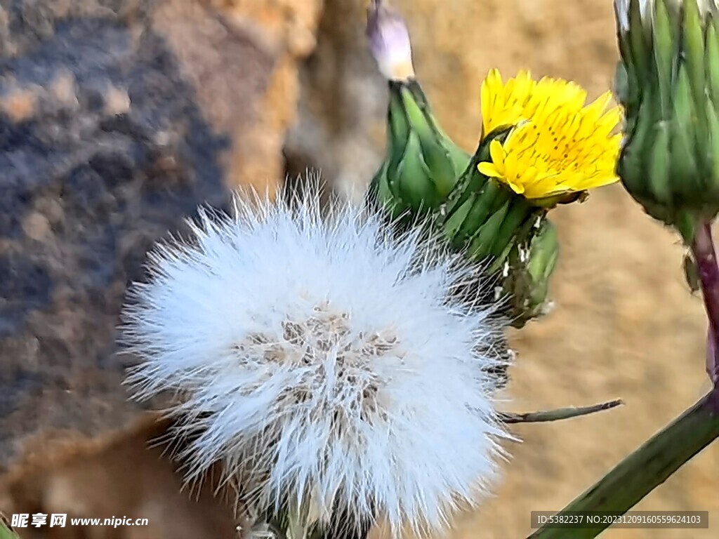 公园一角小黄花