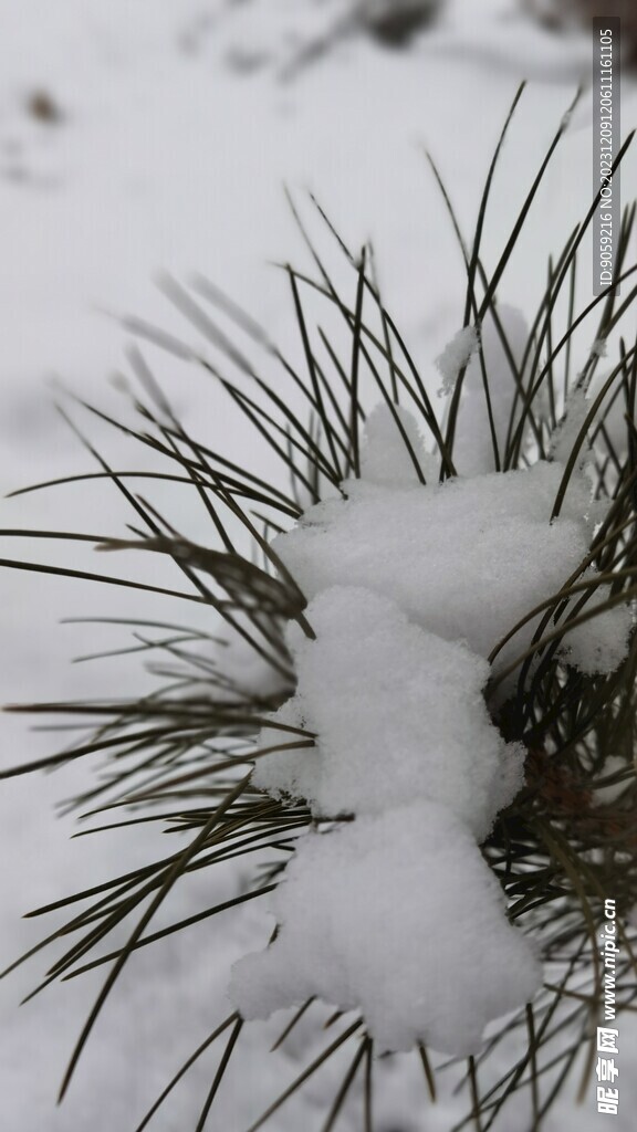 雪