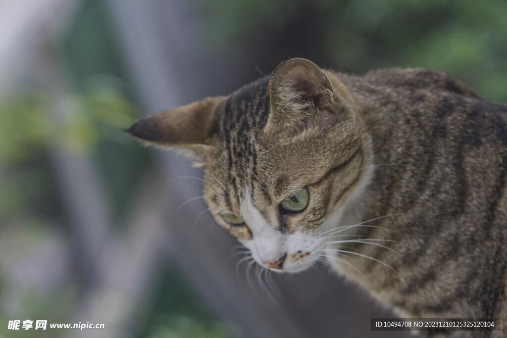 中华狸花猫