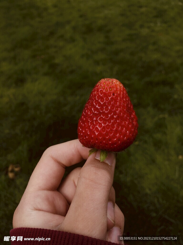 草莓摄影图片