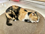 小猫
