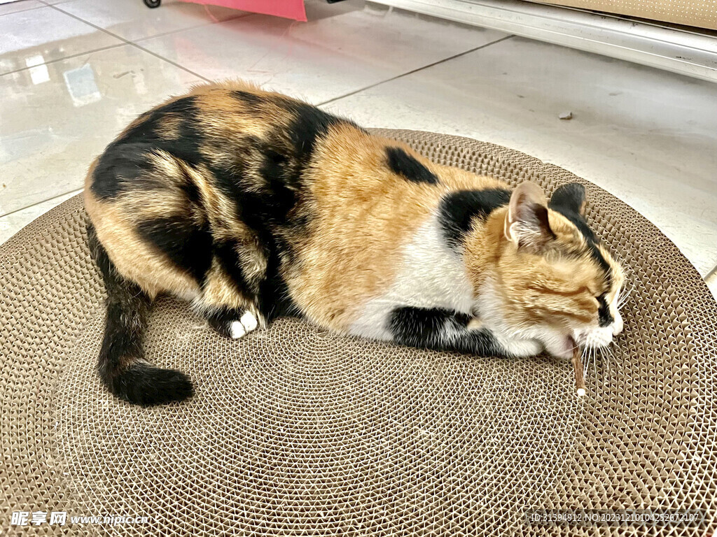 小猫